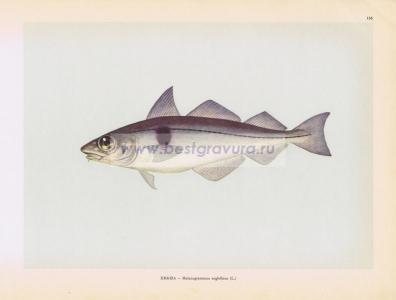 Фотография 0155.jpg