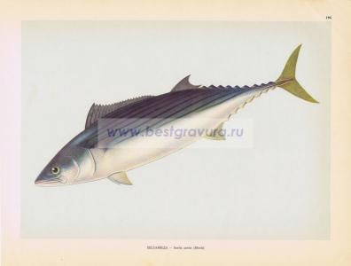 Фотография 0195.jpg