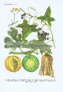 Фотография 0275.jpg