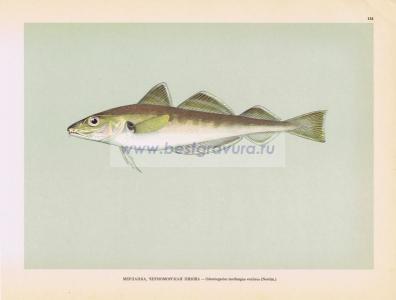 Фотография 0156.jpg