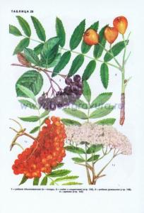 Фотография 0028.jpg