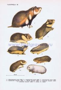 Фотография 0234.jpg