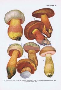 Фотография 0229.jpg