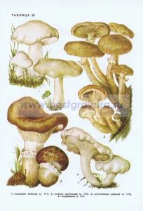 Фотография 0236.jpg