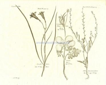 58 Амариллис татарский, леонтица, подорожник.
