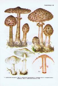 Фотография 0249.jpg