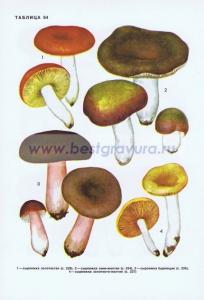 Фотография 0264.jpg