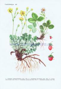 Фотография 0240.jpg