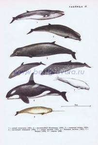 Фотография 0217.jpg