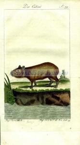 23 Капибара (водосвинка).jpg