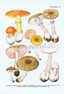 Фотография 0245.jpg