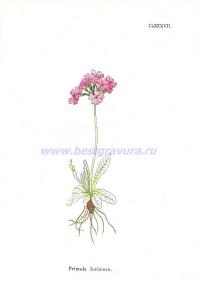 Примула мучнистая (первоцвет мучнистый).jpg