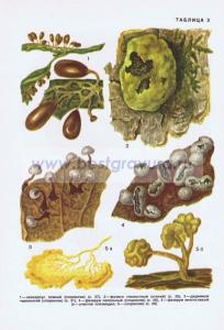 Фотография 0203.jpg