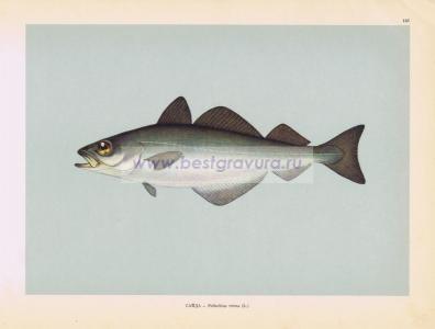 Фотография 0157.jpg