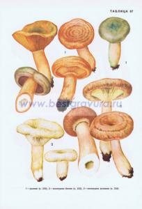 Фотография 0267.jpg