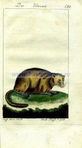 41 Лесной сурок Монакс.jpg