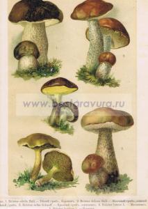 Фотография 0086.jpg