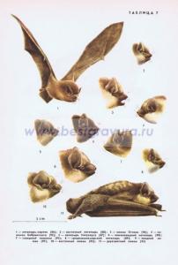 Фотография 0207.jpg