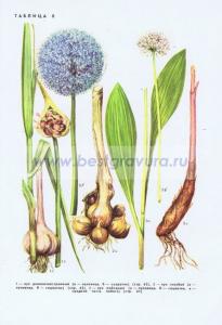 Фотография 0208.jpg