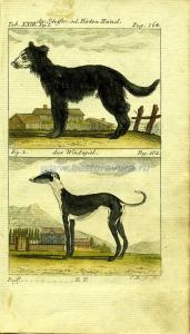 10 Пастушья собака и левретка.jpg