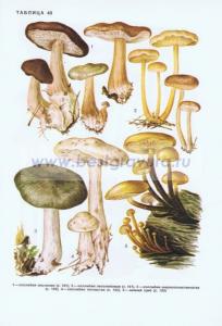 Фотография 0240.jpg