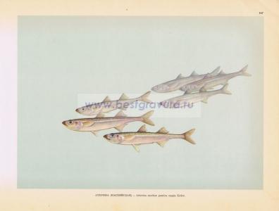 Фотография 0167.jpg