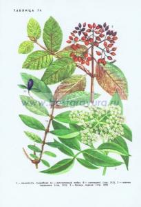 Фотография 0274.jpg