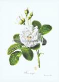 18 Роза уникальная (Rose unique).jpg