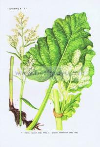 Фотография 0221.jpg