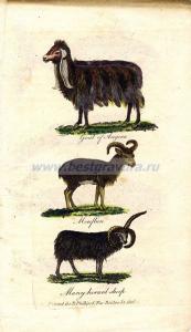 1 Ангорская коза, муфлон, многорогая овца.jpg