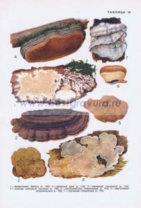 Фотография 0219.jpg