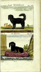 18 Спаниель и болонка.jpg