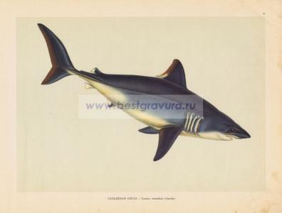 Фотография 0004.jpg