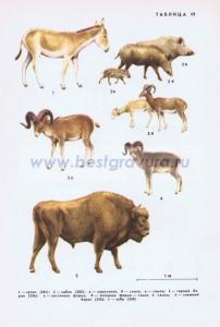 Фотография 0219.jpg