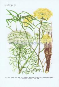 Фотография 0256.jpg