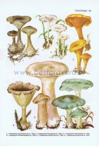 Фотография 0233.jpg