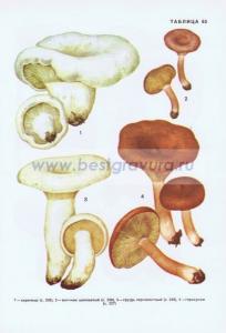 Фотография 0265.jpg