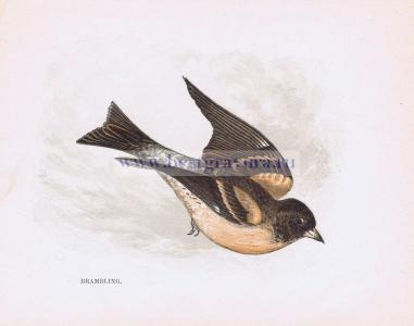 Лист 18. Юрок (вьюрок).