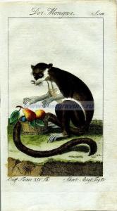 56 Мангуст1.jpg