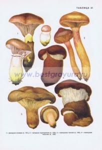 Фотография 0231.jpg