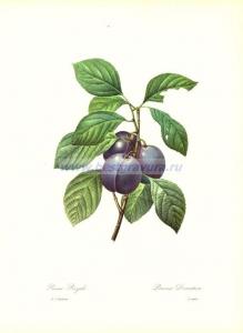 8 Слива домашняя (фр. Prune Royale).