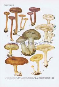 Фотография 0232.jpg