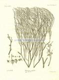 44 Джузгун, или кислец (Pterococcus aphyllus).jpg