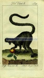 60 Вари (вид лемура).jpg