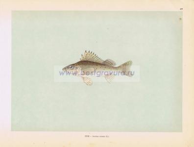 Фотография 0177.jpg