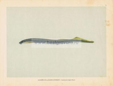 Фотография 0001.jpg