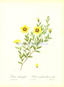 11 Роза барбарисолистная (лат. Rosa Berberifolia).