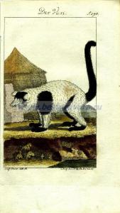 58 Лемур Вари.jpg