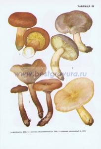 Фотография 0269.jpg