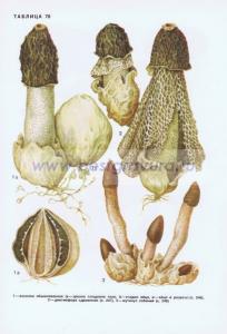 Фотография 0270.jpg